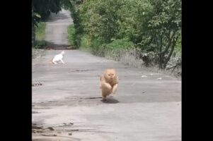 どこまでも止まらない！！ネコがチーターのような猛スピードで駆け抜ける！！【海外・動画】