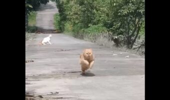 どこまでも止まらない!!ネコがチーターのような猛スピードで駆け抜ける!!【海外・動画】