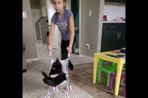 ベビーカーに乗せられたネコ。女の子のごっこ遊びに付き合ってあげている？【アメリカ・動画】