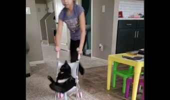ベビーカーに乗せられたネコ。女の子のごっこ遊びに付き合ってあげている？【アメリカ・動画】