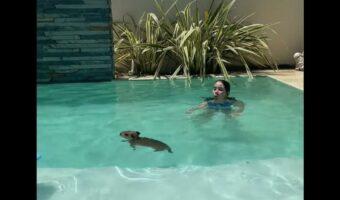 カピバラが泳ぐ!潜る!はしゃぎまわる姿がかわいすぎる!!【海外・動画】