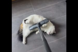 掃除機をかけているとやって来るネコ。ゴロンと横になって「お腹を吸って」アピール！？【海外・動画】
