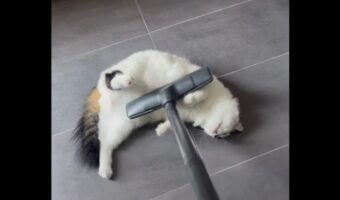 掃除機をかけているとやって来るネコ。ゴロンと横になって「お腹を吸って」アピール!?【海外・動画】