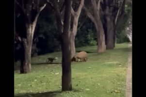 ️お友達になったの？イヌが追いかけっこをする相手は・・カピバラだ！！【海外・動画】