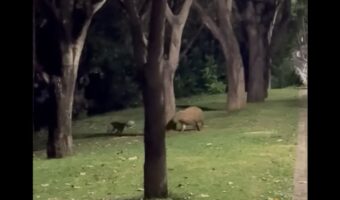 ️お友達になったの？イヌが追いかけっこをする相手は・・カピバラだ！！【海外・動画】