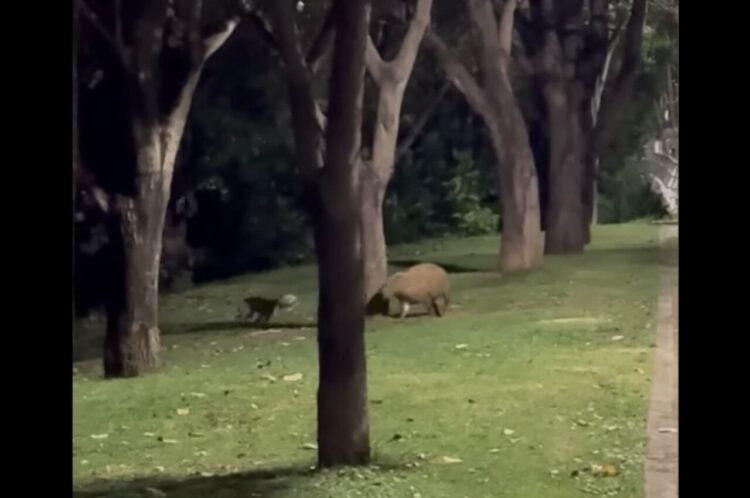 ️お友達になったの？イヌが追いかけっこをする相手は・・カピバラだ！！【海外・動画】