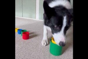 賢いボーダーコリー。スタッキングカップを積み重ねるのはお手のもの！【海外・動画】