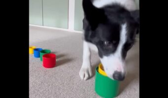 賢いボーダーコリー。スタッキングカップを積み重ねるのはお手のもの!【海外・動画】