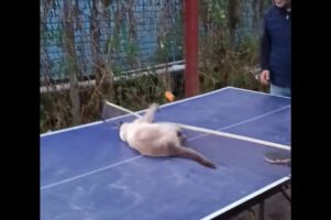 ネコも卓球がしたい？ネット前に陣取り、ピンポン球を鮮やかに打ち返す！！【海外・動画】