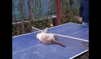 ネコも卓球がしたい？ネット前に陣取り、ピンポン球を鮮やかに打ち返す！！【海外・動画】