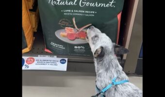 モグモグするにはまだ早いよ！愛犬が食べようとしているのは・・ドッグフードの袋に描かれたイラスト！？【海外・動画】