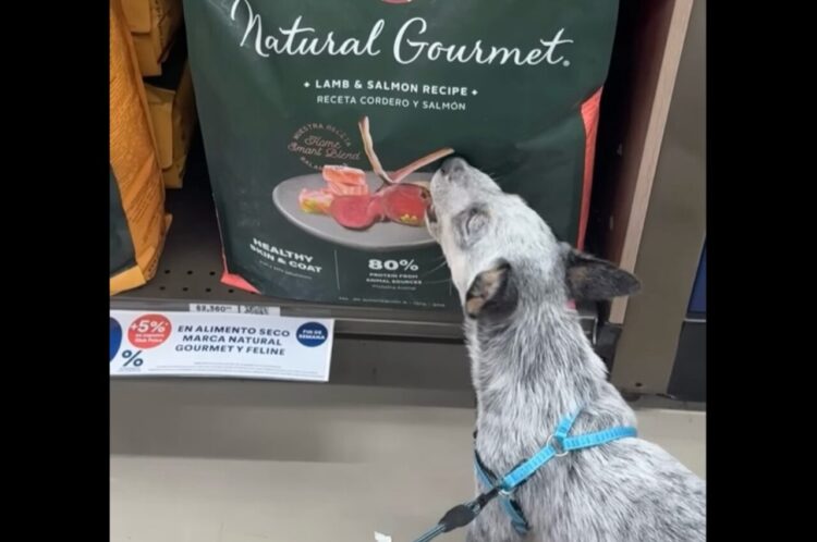 モグモグするにはまだ早いよ！愛犬が食べようとしているのは・・ドッグフードの袋に描かれたイラスト！？【海外・動画】