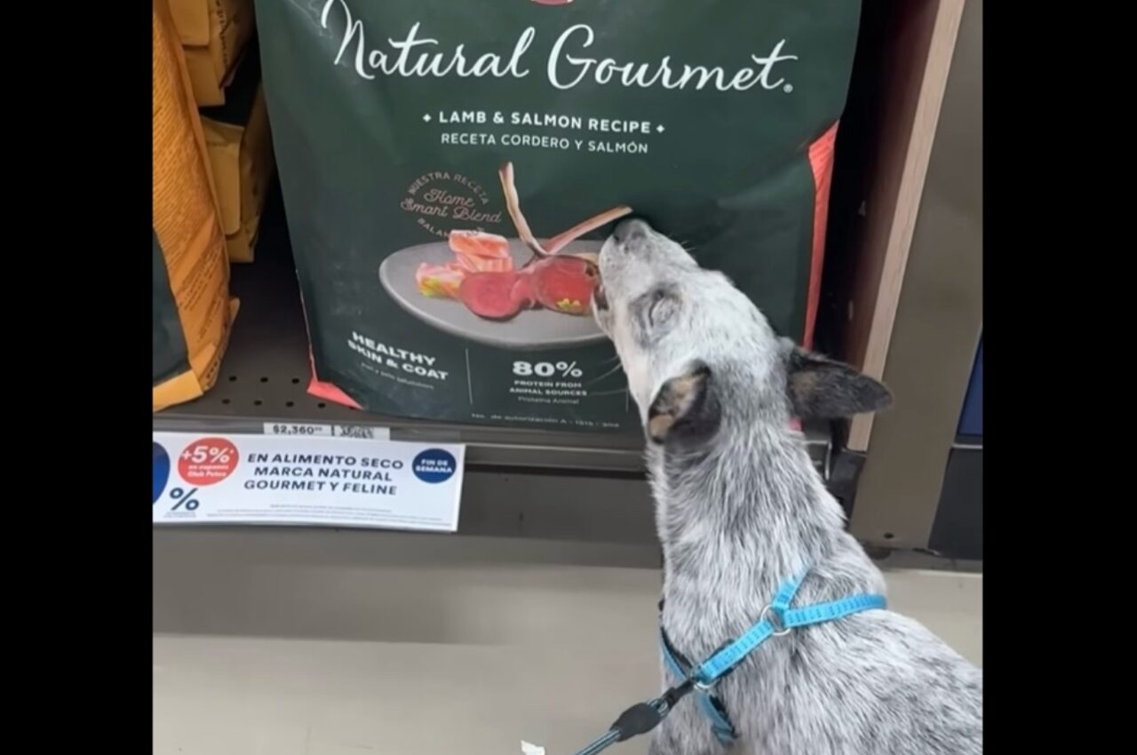 モグモグするにはまだ早いよ!愛犬が食べようとしているのは・・ドッグフードの袋に描かれたイラスト!?【海外・動画】