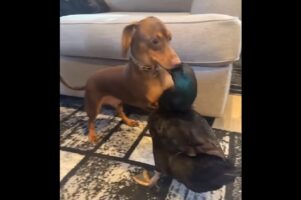 ダックスフンドが大親友のカモをぎゅ～っ。だけどちょっと力が強すぎたみたい！【アメリカ・動画】