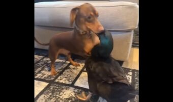 ダックスフンドが大親友のカモをぎゅ~っ。だけどちょっと力が強すぎたみたい!【アメリカ・動画】