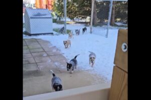 ごはんの時間！子犬たちが競い合うように全速力で駆け寄ってきた！！【アメリカ・動画】