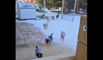 ごはんの時間！子犬たちが競い合うように全速力で駆け寄ってきた！！【アメリカ・動画】