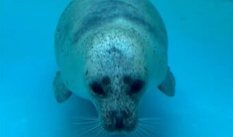 水槽越しにまっすぐ向かってきてくれたアザラシが・・!顔がぎゅむっとめり込む様子に反響「豪快にめり込んでいる」「首伸ばしてからのドゥーン!」