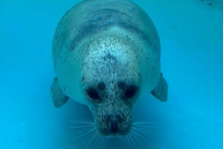 水槽越しにまっすぐ向かってきてくれたアザラシが・・！顔がぎゅむっとめり込む様子に反響「豪快にめり込んでいる」「首伸ばしてからのドゥーン！」