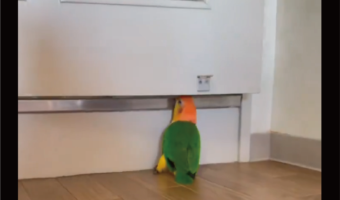 ドアの隙間にクチバシを入れるインコ。テコの原理でドアを開けた!?「とても賢い」「賢すぎでしょ」