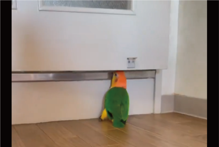 ドアの隙間にクチバシを入れるインコ。テコの原理でドアを開けた！？「とても賢い」「賢すぎでしょ」