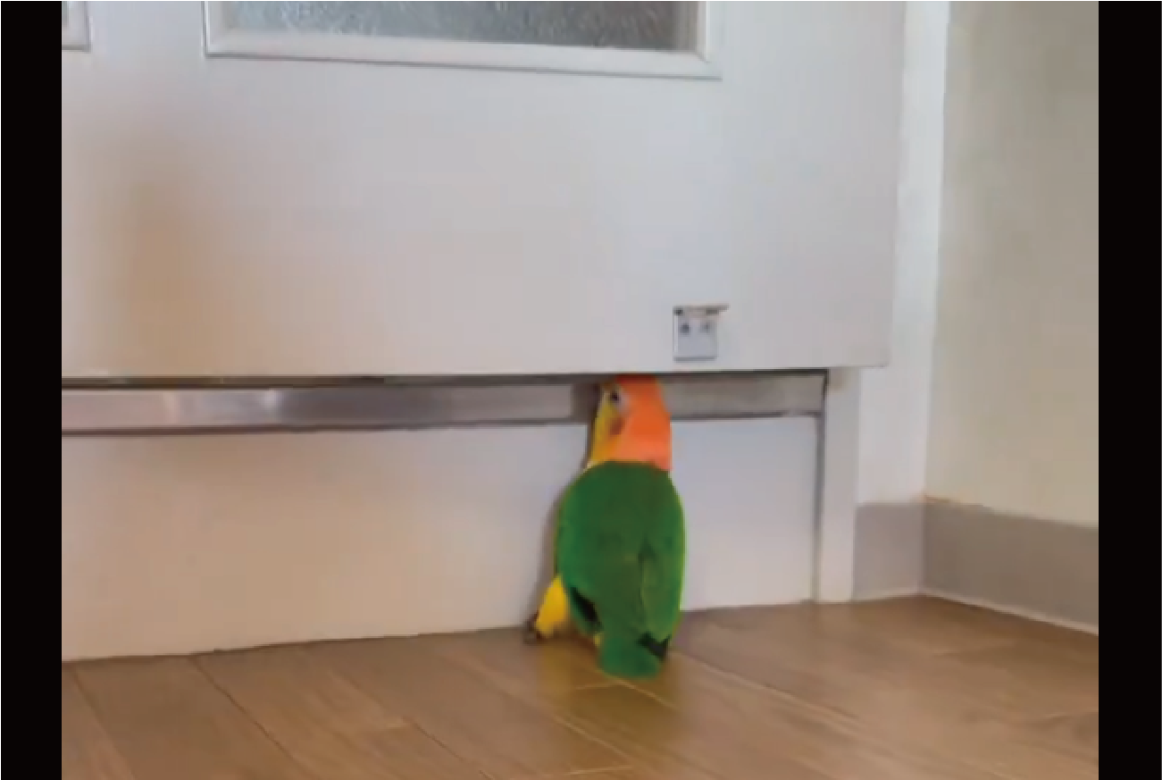 ドアの隙間にクチバシを入れるインコ。テコの原理でドアを開けた!?「とても賢い」「賢すぎでしょ」