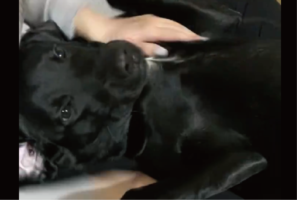 マッサージを堪能してご機嫌なラブラドールレトリーバー「どちらも幸せそうです」「安心しきってますね」