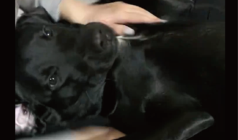 マッサージを堪能してご機嫌なラブラドールレトリーバー「どちらも幸せそうです」「安心しきってますね」