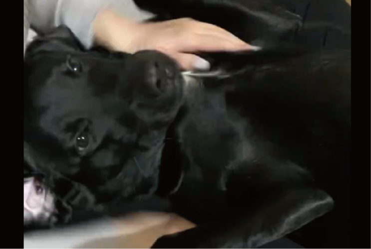 マッサージを堪能してご機嫌なラブラドールレトリーバー「どちらも幸せそうです」「安心しきってますね」