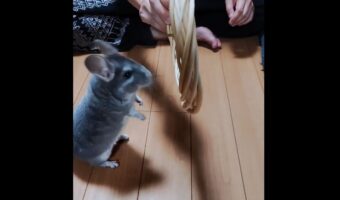 ジャンプ!ジャンプ!ハイタッチ!チンチラのパフォーマンスに反響「天才!」「芸達者ですね」
