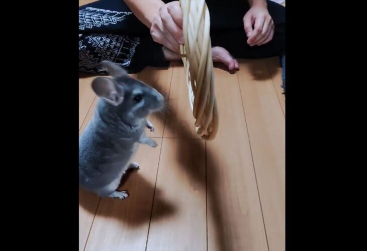 ジャンプ！ジャンプ！ハイタッチ！チンチラのパフォーマンスに反響「天才！」「芸達者ですね」