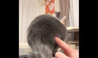 チンチラをツンツン突っついていたら・・。黒ひげ危機一髪を連想させるリアクションに「ラストのポーズでプフってなりました」「こっち向くのかわいい」