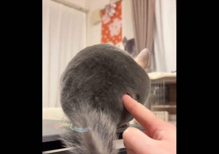 チンチラをツンツン突っついていたら・・。黒ひげ危機一髪を連想させるリアクションに「ラストのポーズでプフってなりました」「こっち向くのかわいい」