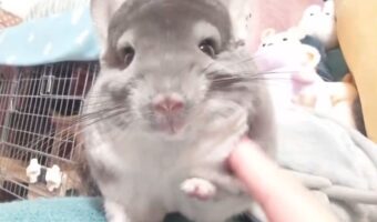 触れようとするのを断固拒否するチンチラに反響！「強い意志を感じます」「手に阻まれて触れませんね」