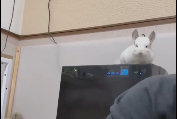 飼い主さんを踏み台に！除湿機から降りるチンチラは躊躇も容赦もない！