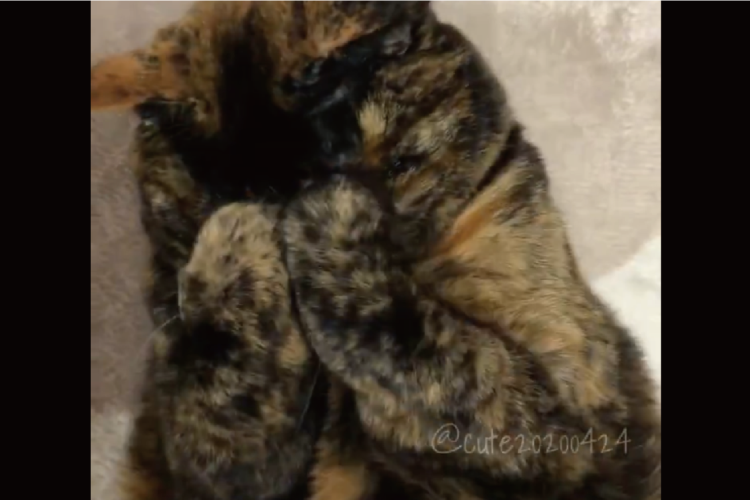 お顔をぎゅ～っ！かわいすぎるネコの仕草が話題に「癒やされます」「何度も見てしまう」