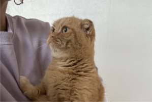 ネコのやんわり拒絶が話題に！「あ、自分大丈夫なんで・・・」「なかなかに意思の強そうな瞳」