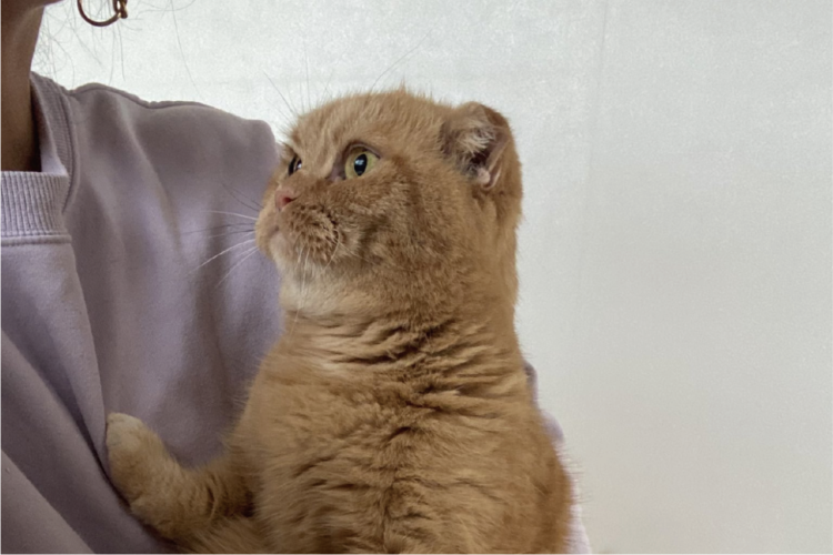 ネコのやんわり拒絶が話題に！「あ、自分大丈夫なんで・・・」「なかなかに意思の強そうな瞳」