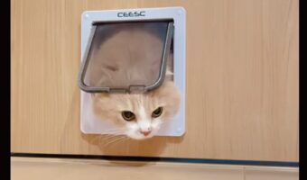 ペットドアを初めてくぐるネコがかわいすぎると話題に「何度も見たくなる」「最初に顔だけ出すとこがもう」