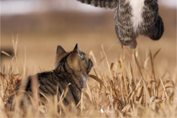 ネコが飛び方を指南中！？そのユーモラスな光景が話題に「着地に気をつけるにゃ」「そうやるにゃか〜」