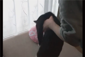 湯たんぽが大好きすぎるネコ。何度移動させてもすぐ戻る姿が話題に「かわいすぎる」「相当お気に入りなのね」