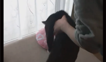 湯たんぽが大好きすぎるネコ。何度移動させてもすぐ戻る姿が話題に「かわいすぎる」「相当お気に入りなのね」