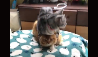 ネコの上に乗りかかっているネコ。鏡餅のような姿が話題に「重すぎるにゃ」「下の子のなんとも言えない表情」