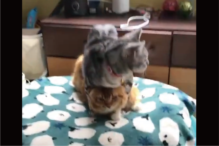 ネコの上に乗りかかっているネコ。鏡餅のような姿が話題に「重すぎるにゃ」「下の子のなんとも言えない表情」