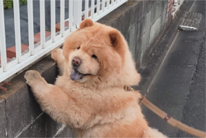 つかまり立ちできた赤ちゃんみたい！おさんぽ中のチャウチャウの姿に「こう言う赤ちゃん、いるね！」「あんよが絶妙にかわいい」