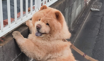 つかまり立ちできた赤ちゃんみたい!おさんぽ中のチャウチャウの姿に「こう言う赤ちゃん、いるね!」「あんよが絶妙にかわいい」