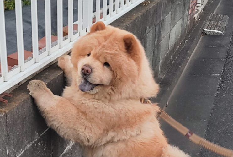 つかまり立ちできた赤ちゃんみたい！おさんぽ中のチャウチャウの姿に「こう言う赤ちゃん、いるね！」「あんよが絶妙にかわいい」