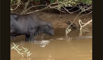 水浴びするウシの前になにか流れてきた！その正体は・・ワニ！？【海外・動画】