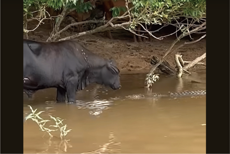 水浴びするウシの前になにか流れてきた！その正体は・・ワニ！？【海外・動画】