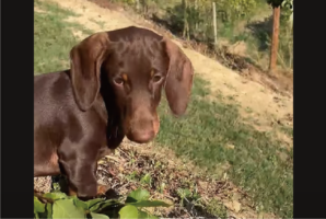 駆け回って遊んでいたダックスフンドにハプニング！斜面を駆け下りようとしたら・・コロコロ転がっていった！？【海外・動画】